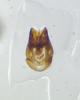 Chrysura dichroa